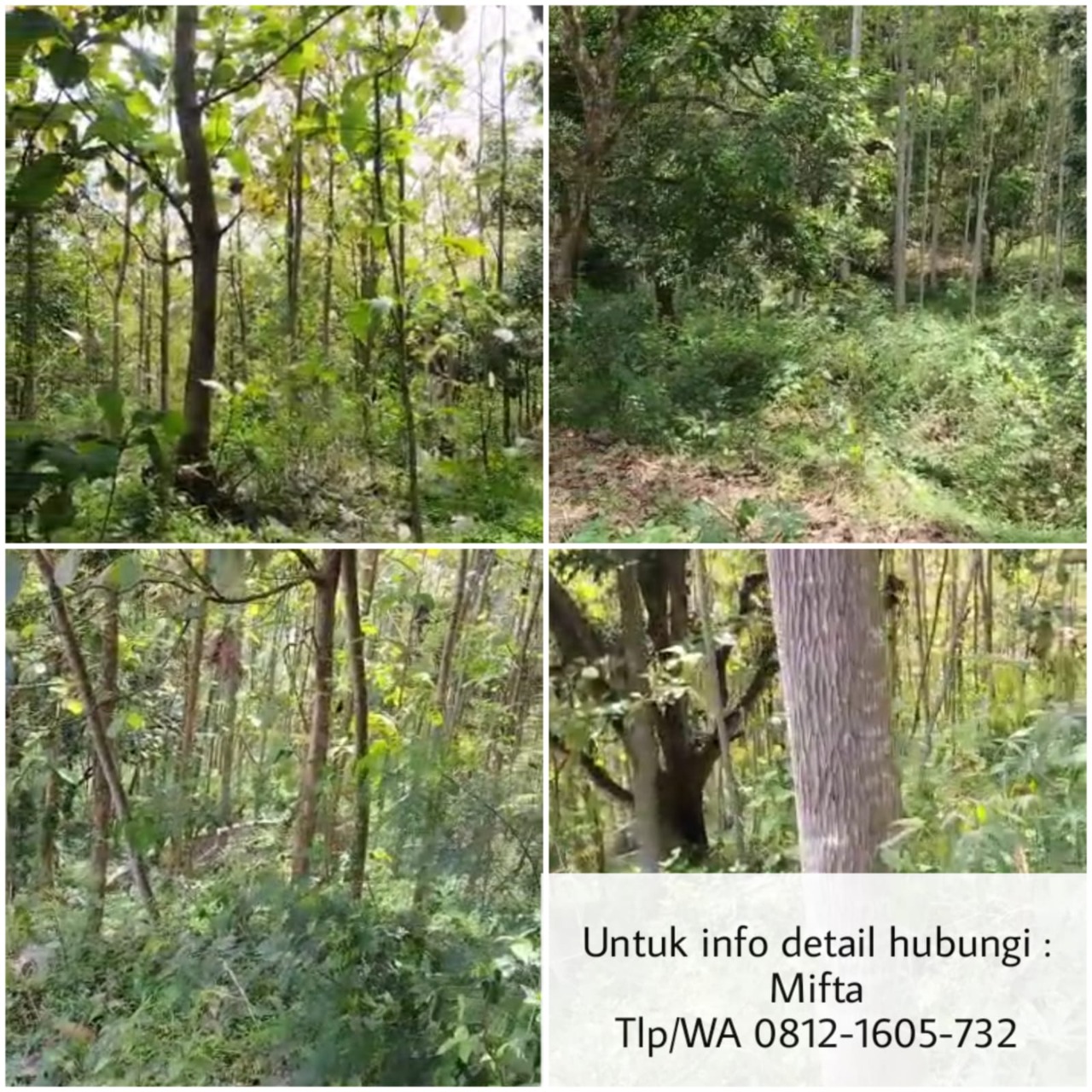 Dijual Tanah Beserta Pohon Jati, Sengon dan Jabon di Lereng Pegunungan